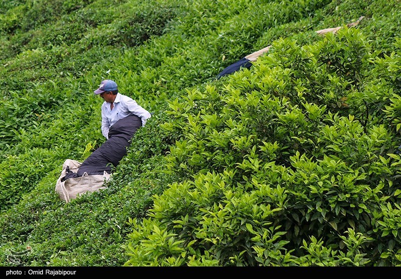 احیای باغهای چای تا افزایش درآمد 10 هزار و 500 بهرهبردار لاهیجانی / اخبار گیلان - اخبار استانها