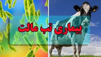 رخنمایی «بیماری هزارچهره»/ تب مالت چگونه باز میگردد؟ / اخبار زنجان - اخبار استانها