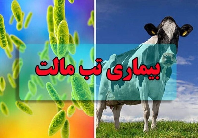 رخنمایی «بیماری هزارچهره»/ تب مالت چگونه باز میگردد؟ / اخبار زنجان - اخبار استانها