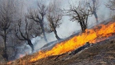 ثبت 250 آتشسوزی پوشش گیاهی در همدان/خطر حریق مراتع در کمین است / اخبار همدان - اخبار استانها