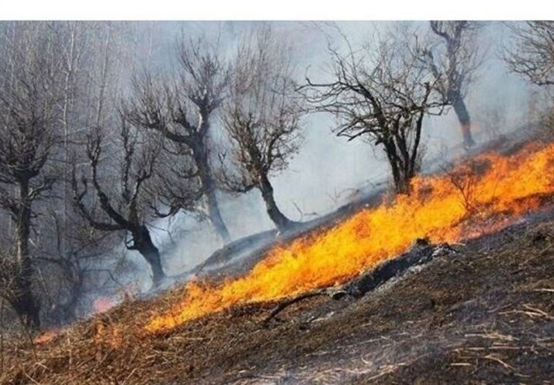 ثبت 250 آتشسوزی پوشش گیاهی در همدان/خطر حریق مراتع در کمین است / اخبار همدان - اخبار استانها