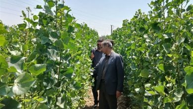 «بهار» سبز میشود؛ احداث 634 هکتار جنگلکاری برای تلطیف هوا / اخبار همدان - اخبار استانها
