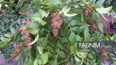 پیشبینی صادرات 15 تن سماق روستای خانیک گناباد به اروپا / اخبار خراسان رضوی - اخبار استانها