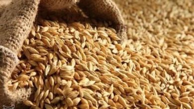 خرید 841 هزار تن گندم در گلستان / اخبار گلستان - اخبار استانها