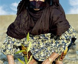 برگزاری آیین چی چکا حرا سهیلی در قشم / اخبار جزایر خلیج فارس - اخبار استانها