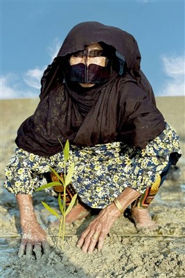 برگزاری آیین چی چکا حرا سهیلی در قشم / اخبار جزایر خلیج فارس - اخبار استانها