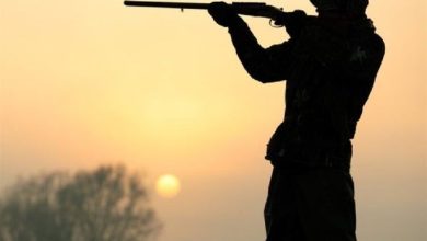 شکارچی متخلف یک رأس کل وحشی در ملایر دستگیر شد / اخبار همدان - اخبار استانها