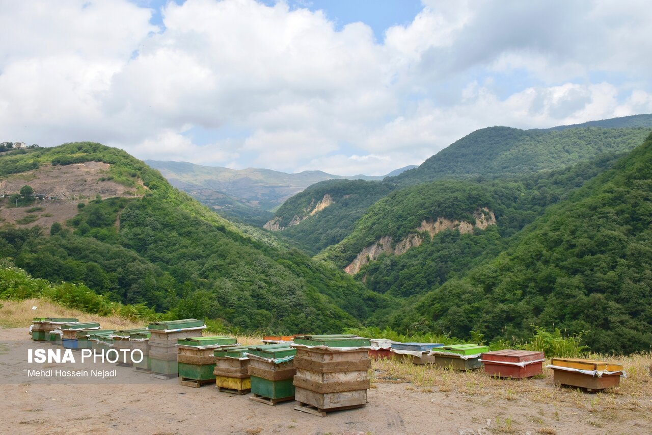 رونق تولید عسل در گردنه حیران؛ اشتغالزایی برای ۱۴۵ بهرهبردار / عسل , زنبورداری , گردنه حیران , اقتصاد مقاومتی , اشتغال