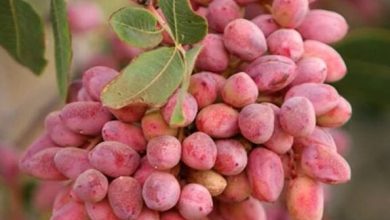گلایه صادرکنندگان پسته از رویههای مرزی؛ «کنترل بیشتر از تسهیل» / صادرات پسته , رویههای مرزی , محصولات کشاورزی , نایبرئیس اتحادیه , تسهیل صادرات