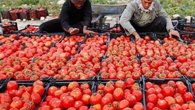 70روستابازار فعال در استان کرمان؛ راهاندازی 25روستابازار تا پایان سال / اخبار کرمان - اخبار استانها