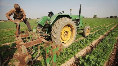 اتصال تولیدکنندگان به بازار ، نسخه اقتصادی همدان برای رونق روستاها است / اخبار همدان - اخبار استانها