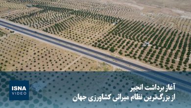 آغاز برداشت انجیر از بزرگترین انجیرستان دیم جهان در استهبان / انجیر , استهبان , کشاورزی , نظام میراثی , برداشت محصول