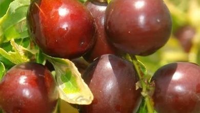 مرواریدهای سرخ کویر؛ عناب خراسان جنوبی در مسیر ارزشآفرینی / اخبار خراسان جنوبی - اخبار استانها