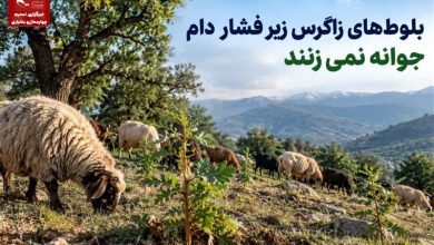 گزارش| بلوطهای زاگرس زیر فشار دام جوانه نمیزنند / اخبار چهارمحال و بختیاری - اخبار استانها