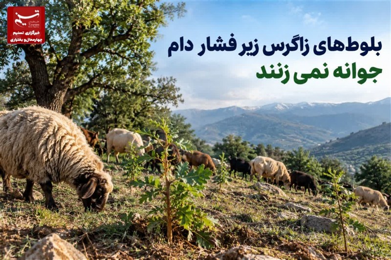 گزارش| بلوطهای زاگرس زیر فشار دام جوانه نمیزنند / اخبار چهارمحال و بختیاری - اخبار استانها