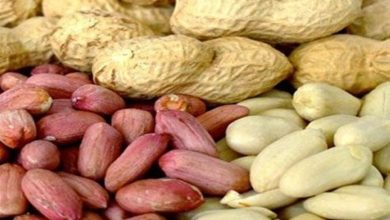 مزرعه تا بازار؛ بادامزمینی آستانه در انتظار صنایع تبدیلی / اخبار گیلان - اخبار استانها