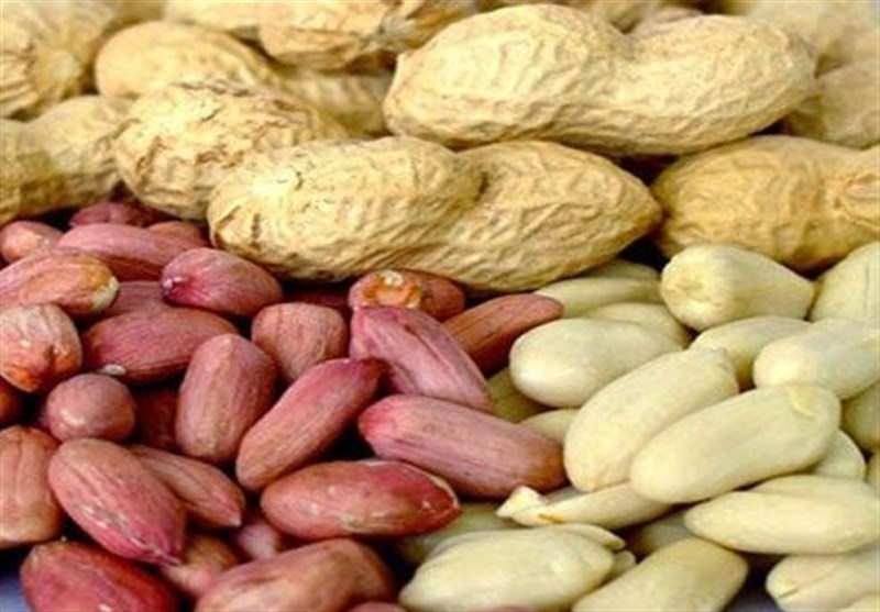 مزرعه تا بازار؛ بادامزمینی آستانه در انتظار صنایع تبدیلی / اخبار گیلان - اخبار استانها
