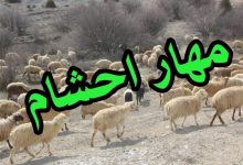 ناکامی قاچاقچیان در مرز کردستان؛ 167 رأس گوسفند قاچاق توقیف شد / اخبار کردستان - اخبار استانها