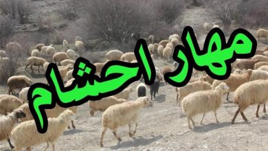 ناکامی قاچاقچیان در مرز کردستان؛ 167 رأس گوسفند قاچاق توقیف شد / اخبار کردستان - اخبار استانها
