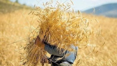 جزئیات خرید تضمینی گندم؛ ۸.۵ میلیون تن با ارزشی ۴۶۰ هزار میلیارد تومان خریداری شد / گندم , خرید تضمینی , کشاورزان , تامین اعتبار , کود کشاورزی