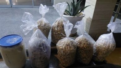 کشف شیره آنغوزه و گوشت کل وحشی در فرودگاه شهید دستغیب / اخبار فارس - اخبار استانها