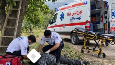 76 مصدوم و 2 فوتی در حوادث سقوط از درخت گردو در همدان / اخبار همدان - اخبار استانها