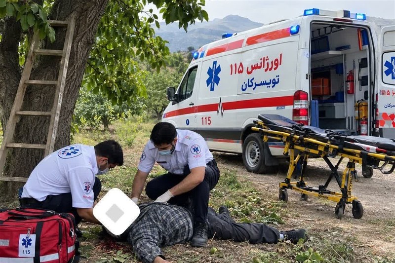 76 مصدوم و 2 فوتی در حوادث سقوط از درخت گردو در همدان / اخبار همدان - اخبار استانها