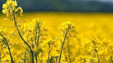 نیاز خراسانشمالی به 75 تن بذر دانههای روغنی؛ بذر اصلاحشده نداریم / اخبار خراسان شمالی - اخبار استانها