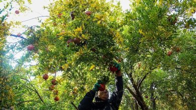 مبارزه با مگس میوه مدیترانهای در باغهای انار عقدا ادامه دارد / اخبار یزد - اخبار استانها