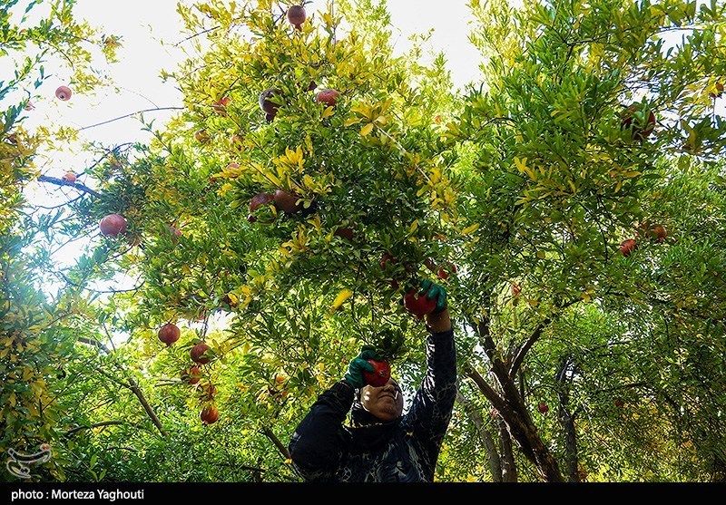 مبارزه با مگس میوه مدیترانهای در باغهای انار عقدا ادامه دارد / اخبار یزد - اخبار استانها