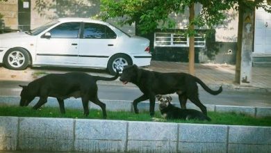 جولان سگها و نگرانی شهروندان همدانی / اخبار همدان - اخبار استانها