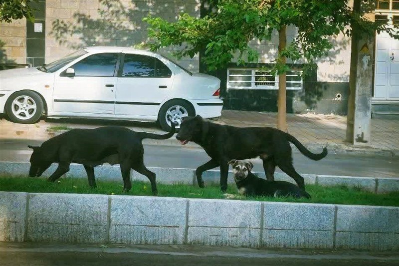 جولان سگها و نگرانی شهروندان همدانی / اخبار همدان - اخبار استانها