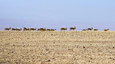 ببینید|گشتوگذار 3 هزار آهو در میاندشت / اخبار خراسان شمالی - اخبار استانها