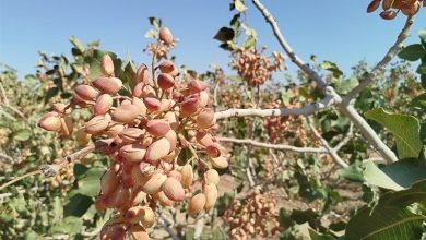 بردسکن؛دومین قطب پسته خراسان رضوی/پیش بینی برداشت 10 هزار تن پسته / اخبار خراسان رضوی - اخبار استانها