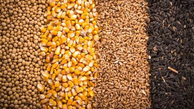 15 تن سویای سوخته در جویبار توقیف شد/ محکومیت متهم به 6 ماه حبس / اخبار مازندران - اخبار استانها