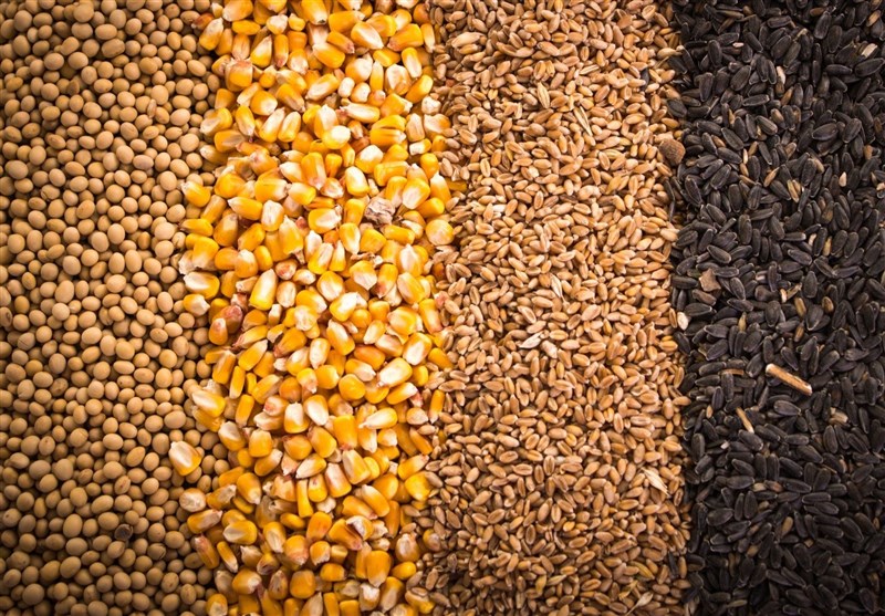15 تن سویای سوخته در جویبار توقیف شد/ محکومیت متهم به 6 ماه حبس / اخبار مازندران - اخبار استانها