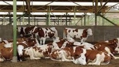 سل و تب مالت در کمین دامها / اخبار زنجان - اخبار استانها