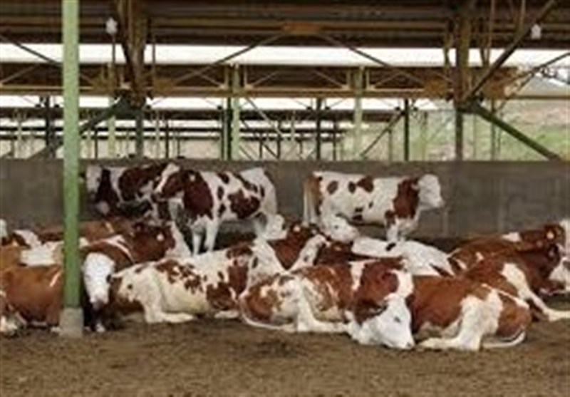 سل و تب مالت در کمین دامها / اخبار زنجان - اخبار استانها