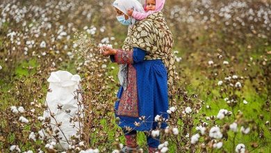 مرگ تدریجی یک محصول راهبردی/ سقوط آزاد پنبه/ چه برسر «طلای سفید» آمد؟ / اخبار گلستان - اخبار استانها