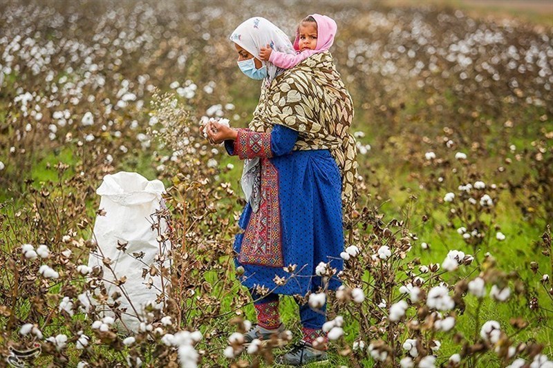 مرگ تدریجی یک محصول راهبردی/ سقوط آزاد پنبه/ چه برسر «طلای سفید» آمد؟ / اخبار گلستان - اخبار استانها