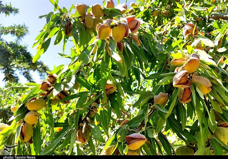 پیشبینی برداشت 500 تن بادام از 320 هکتار اراضی شیبدار خرمآباد / اخبار لرستان - اخبار استانها
