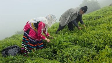 اینفوگرافیک|وضعیت تولید و پرداخت مطالبات چایکاران در سال جاری / اخبار گیلان - اخبار استانها
