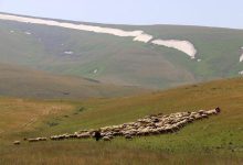 برنامه جامع سازمان منابع طبیعی برای احیا و غنیسازی ۵۰ میلیون هکتار مرتع / احیای مراتع , تولید علوفه , نهادههای دامی , طرح تحول پوشش گیاهی , مدیریت مرتعداری
