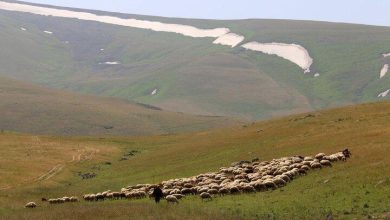 برنامه جامع سازمان منابع طبیعی برای احیا و غنیسازی ۵۰ میلیون هکتار مرتع / احیای مراتع , تولید علوفه , نهادههای دامی , طرح تحول پوشش گیاهی , مدیریت مرتعداری