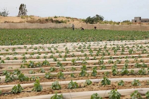 نابودی ۹۴ درصدی فعالیتهای صنعتی و کشاورزی در غزه