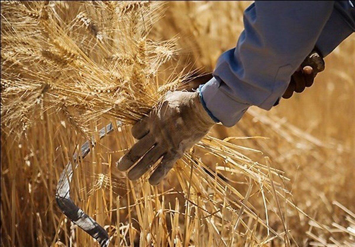 انتقاد مدیرعامل بنیاد ملی گندمکاران از تاخیر در اعلام قیمت تضمینی و توزیع نهادهها / قیمت تضمینی گندم , نهادههای کشاورزی , بنیاد ملی گندمکاران , سال زراعی , تولید گندم