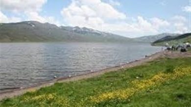 پایان فصل صید ویژه اردکماهی در تالاب نئور / اخبار اردبیل - اخبار استانها