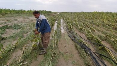 آمادهباش کشاورزی هرمزگان برای بارشهای احتمالی و شناسایی نقاط پرخطر / اخبار هرمزگان - اخبار استانها