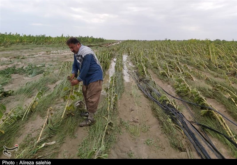 آمادهباش کشاورزی هرمزگان برای بارشهای احتمالی و شناسایی نقاط پرخطر / اخبار هرمزگان - اخبار استانها