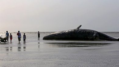 لاشه یک نهنگ عظیمالجثه در ساحل بندر چارک مشاهده شد / اخبار جزایر خلیج فارس - اخبار استانها